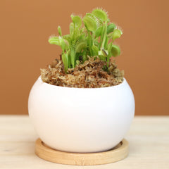 Green Venus Fly Trap Carnivorous Plant