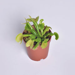 Green Venus Fly Trap Carnivorous Plant