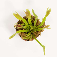 Green Venus Fly Trap Carnivorous Plant