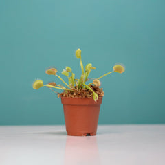 Green Venus Fly Trap Carnivorous Plant