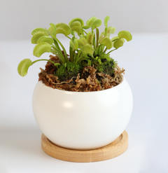 Green Venus Fly Trap Carnivorous Plant