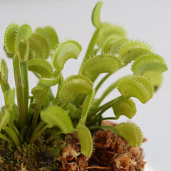Green Venus Fly Trap Carnivorous Plant