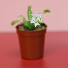 Green Venus Fly Trap Carnivorous Plant