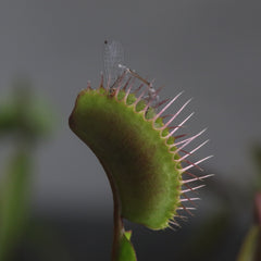 Green Venus Fly Trap Carnivorous Plant