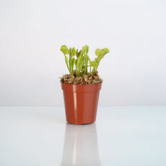 Green Venus Fly Trap Carnivorous Plant
