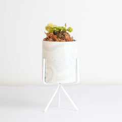 Green Venus Fly Trap Carnivorous Plant