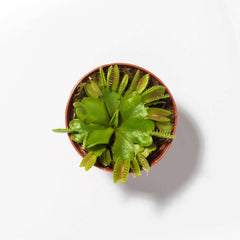 Green Venus Fly Trap Carnivorous Plant