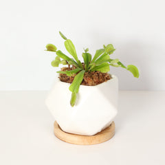 Green Venus Fly Trap Carnivorous Plant
