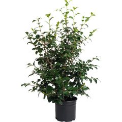 Greensboro Red Camellia