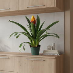 Guzmania Crown