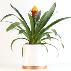 Guzmania Crown