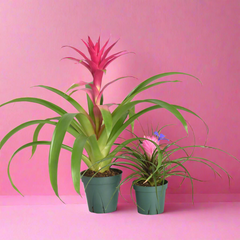 Pink Houseplant Bundle - Guzmania 'Viola' & Tillsandsia 'Cyanea'