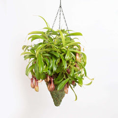 Green Preserved Moss Hanging Cone Basket Triangle Planter