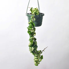 Hoya Compacta Curly Rope Plant
