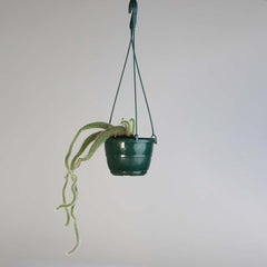 Monkey Tail Cactus