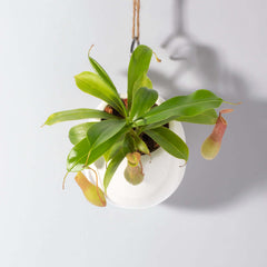 Tropical Pitcher Plant Nepenthes Alata Carnivorous