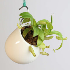 Nepenthes Sanguinea Carnivorous Pitcher Plant