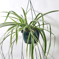 Spider Hardy Plant