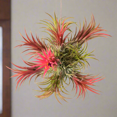 Tillandsia Fuego Ball Air Plant