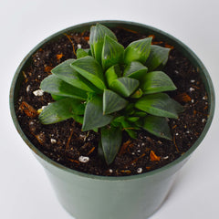 Haworthia 'Moonstone' Rare Succulent