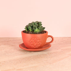 Haworthia 'Moonstone' Rare Succulent