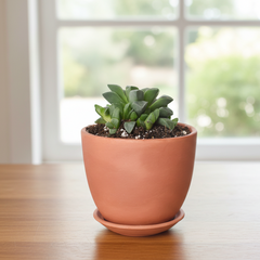 Haworthia 'Moonstone' Rare Succulent