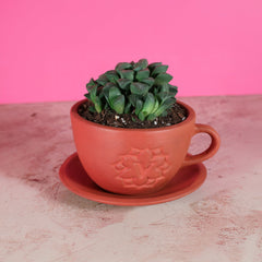 Haworthia 'Moonstone' Rare Succulent