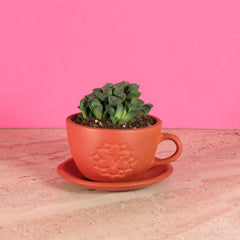 Haworthia 'Moonstone' Rare Succulent