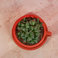 Haworthia 'Moonstone' Rare Succulent