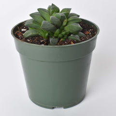 Haworthia 'Moonstone' Rare Succulent