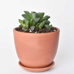 Haworthia 'Moonstone' Rare Succulent