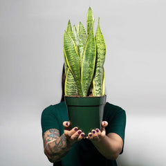 Variegated Golden Edge Sansevieria Snake Plant
