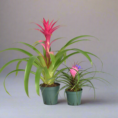 Pink Houseplant Bundle - Guzmania 'Viola' & Tillsandsia 'Cyanea'