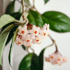 Hoya Carnosa Green Jade