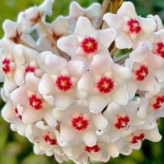 Hoya Carnosa Green Jade