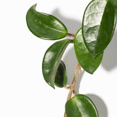 Hoya Carnosa Green Jade
