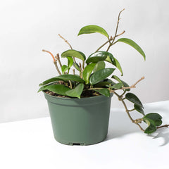 Hoya Carnosa Green Jade