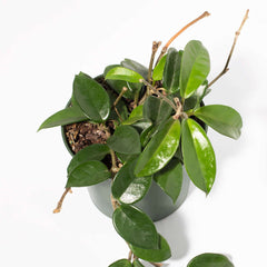 Hoya Carnosa Green Jade