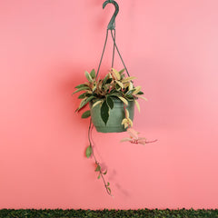 Hoya Krimson Queen Pink Plant