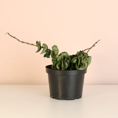 Hoya Compacta Curly Rope Plant