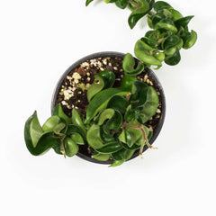 Hoya Compacta Curly Rope Plant