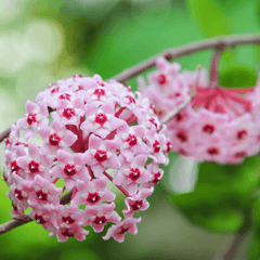 Hoya Compacta Curly Rope Plant