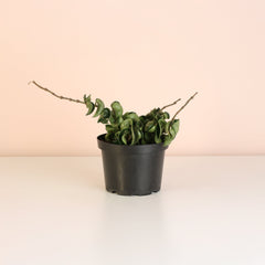 Hoya Compacta Curly Rope Plant