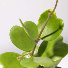 Hoya Kerrii 'Hearts' Sweetheart Valentine Plant