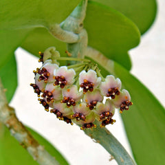 Hoya Kerrii 'Hearts' Sweetheart Valentine Plant