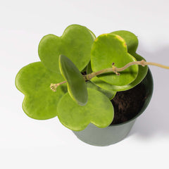 Hoya Kerrii 'Hearts' Sweetheart Valentine Plant