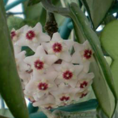 Hoya Kerrii 'Hearts' Sweetheart Valentine Plant