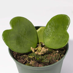 Hoya Kerrii 'Hearts' Sweetheart Valentine Plant