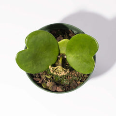 Hoya Kerrii 'Hearts' Sweetheart Valentine Plant
