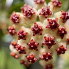 Hoya Kerrii 'Heart' VARIEGATED Sweetheart Valentine Plant